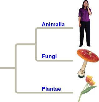 26_02HumansFungiTree-L