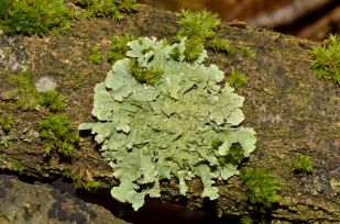 Flavoparmelia_caperata_-_lichen_-_Caperatflechte.jpg