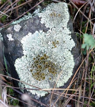 Lichen_reproduction1.jpg