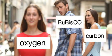 rubisco meme.png