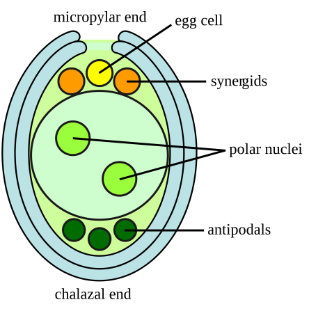 2000px-Embryosac-en.svg.png