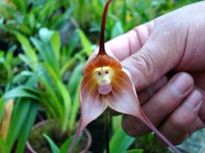 dracula-orchid-monkey-face-6.jpg