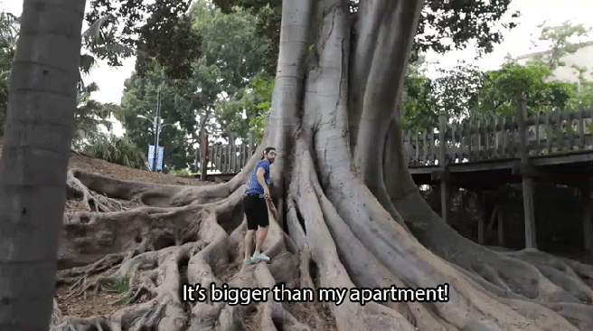 apartment tree.gif