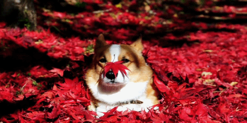 fall corgi.gif