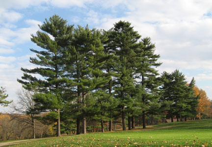 Stand-of-White-Pines.jpg