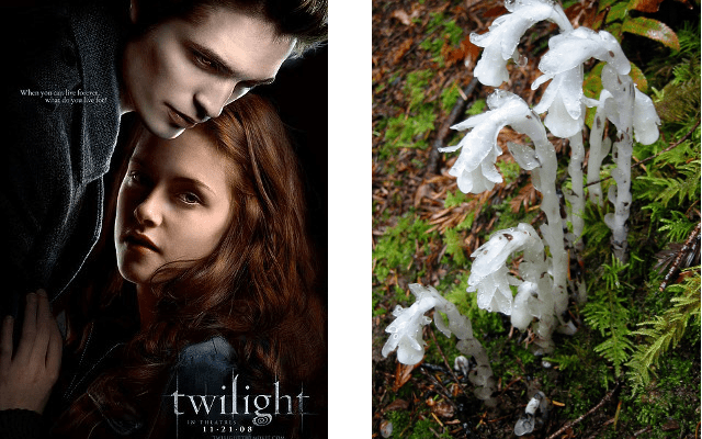 twilight joke 1