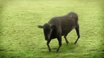 cows and cows.gif