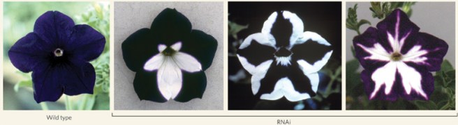 Figure-1-First-phenotypic-description-of-RNA-interferenceWhite-sections-in-petunia.jpg