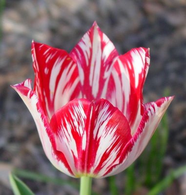 silver_standard_tulip_(rdv)_2009_lg.jpg