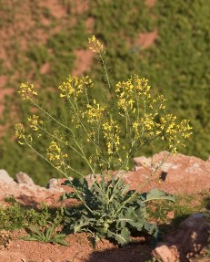 Brassica_oleracea_wild.jpg