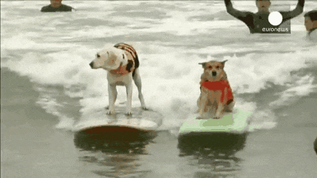 surfing dogs.gif