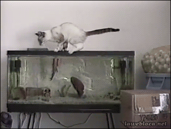 aquarium cat