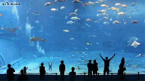 aquarium tourists.gif