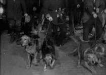 torch and pitchfork.gif