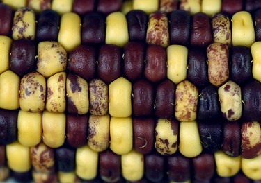 corn_genome5_h.jpg