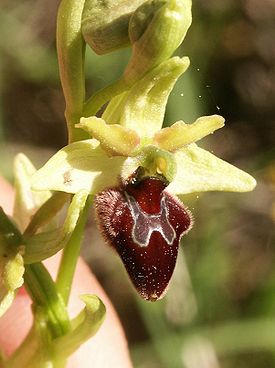 275px-Ophrys_sphegodes_flower2.jpg